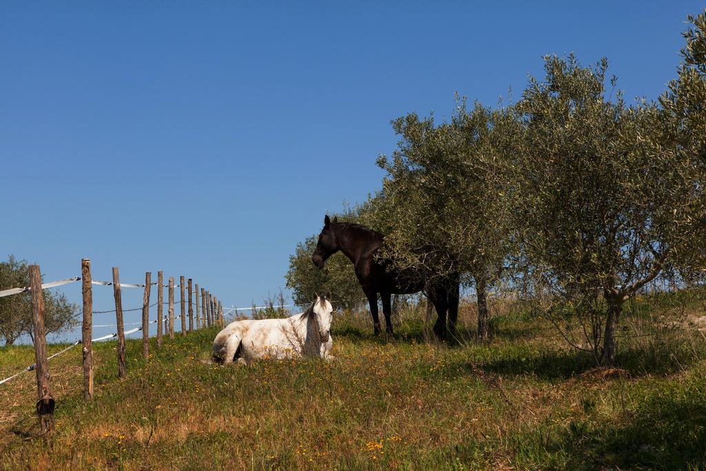 Agriturismo La Collina Pienza Exteriör bild